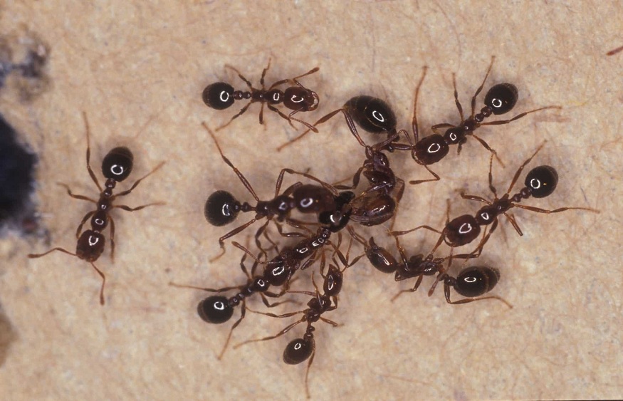 How To Get Rid Of Ant, Termite, And Wasp Infestation In No Time?