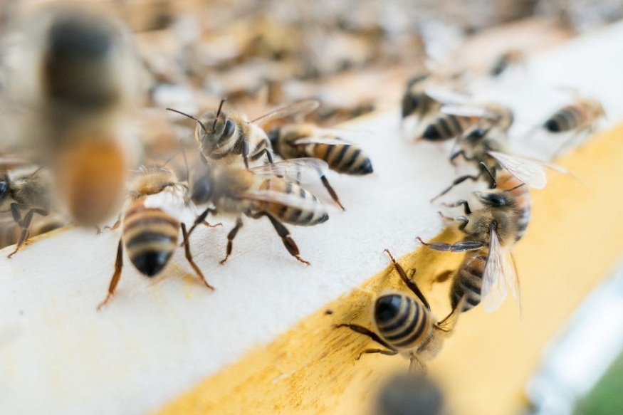 Exploring Local Bees Control Options for Managing Bee Hives