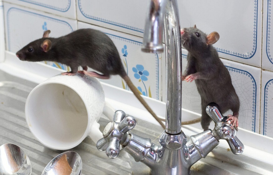 How professional dead rat removal services ensure that your environment is healthy