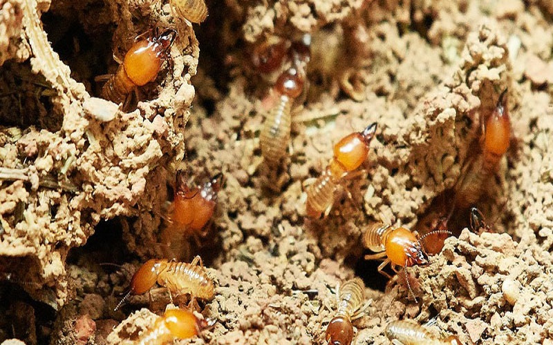 5 Important Things You Must Know About Termite Control
