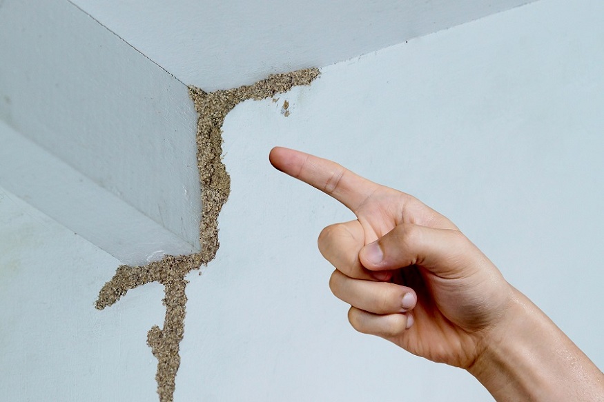 12 Master Things that You Must Know About Termite Control